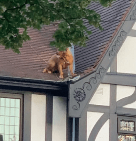 Police rescue dog sitting on rooftop mistaken for ‘large pigeon’