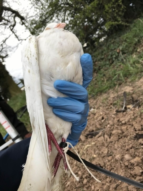 Cruel men tie pigeon’s legs with cable to tree upside down as dogs try to catch it