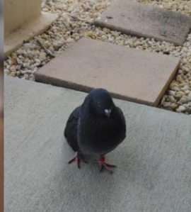Lost pet pigeon reunited with his owner after missing for over a year after hurricane