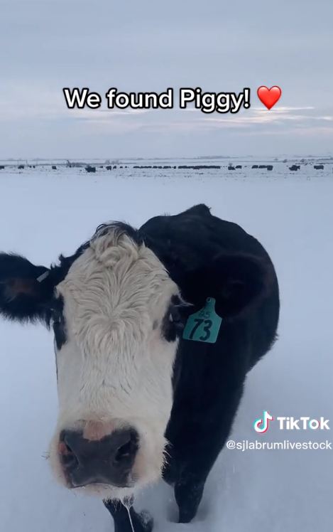 Lost cow comes running home after hearing her human mom call for her
