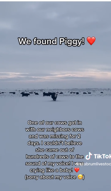 piggy-runs-home