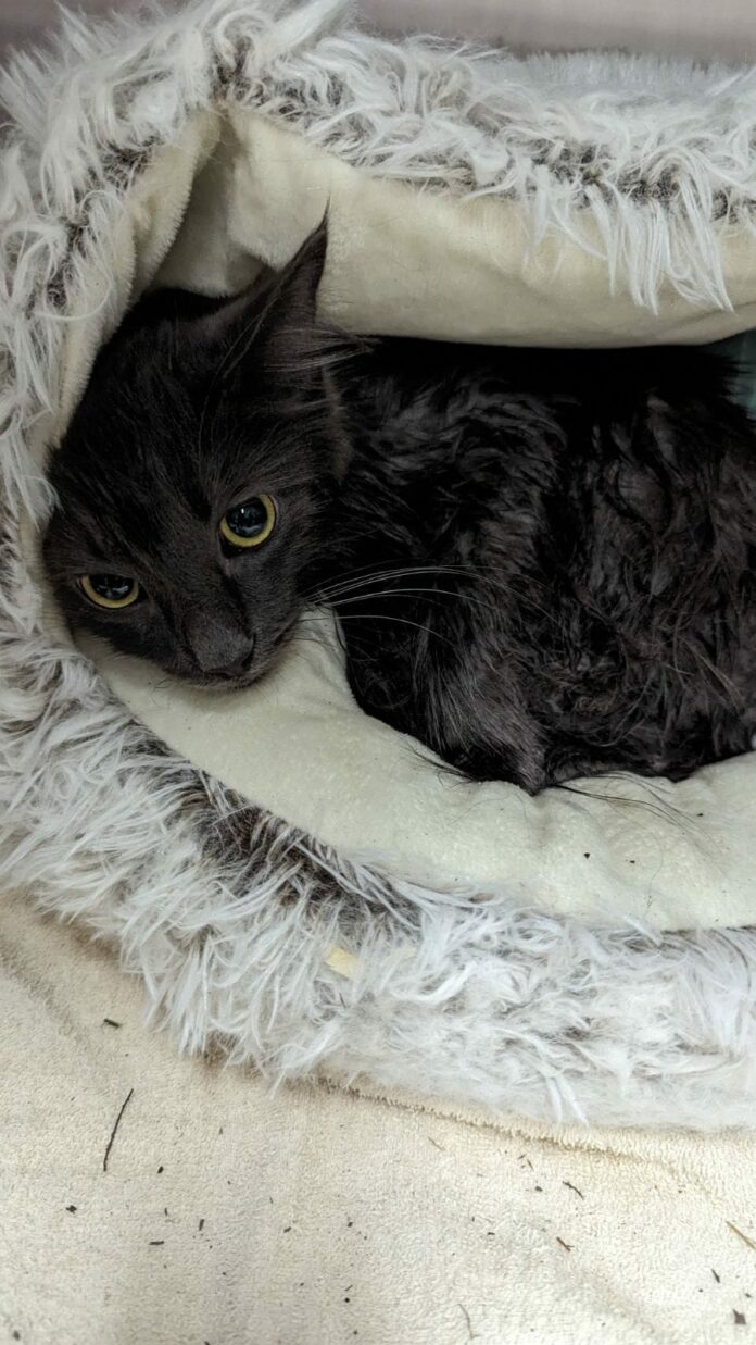 Heartless culprit tied cat in pillowcase and threw her onto the side of the road