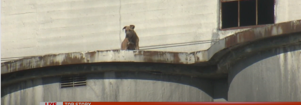 pillsbury-dog-stuck-1030x361-1