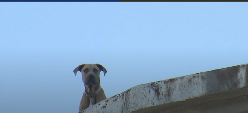 Dog trapped on roof of abandoned Pillsbury factory