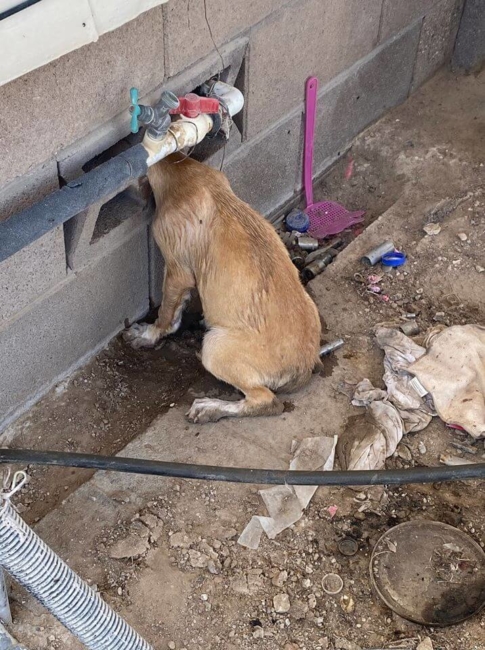 Ouch! Dog’s head stuck in cinder block wall gets help from firefighters