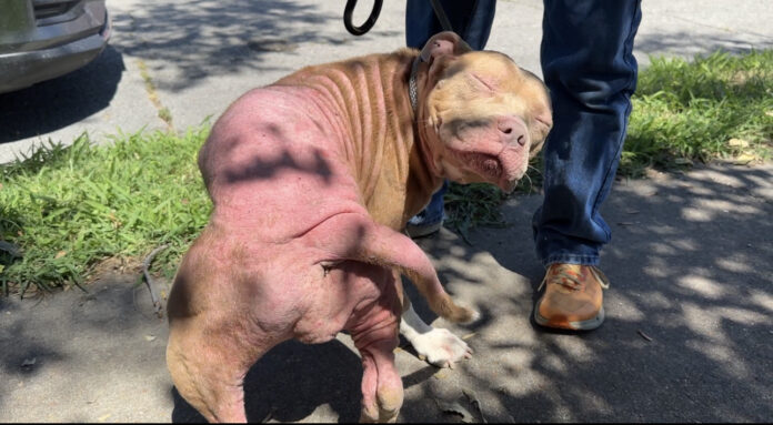 Pup abandoned to be eaten away by fleas rolled and scratched until kindhearted rescuers showed up