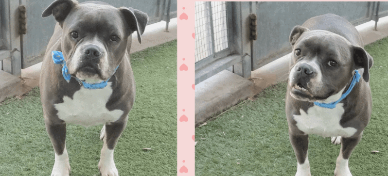 Owner dumped dog ‘friend’ at shelter because she had ‘face deformity’