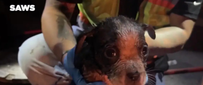 Puppy trapped in San Antonio sewer rescued after 8 hours