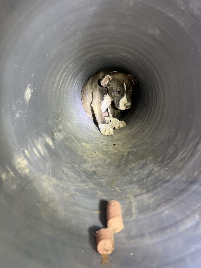 pipe-pups-1-773x1030-1