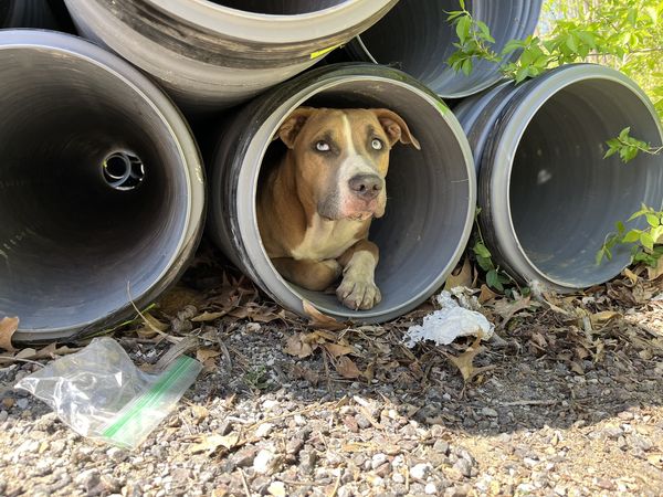 Pipe pups