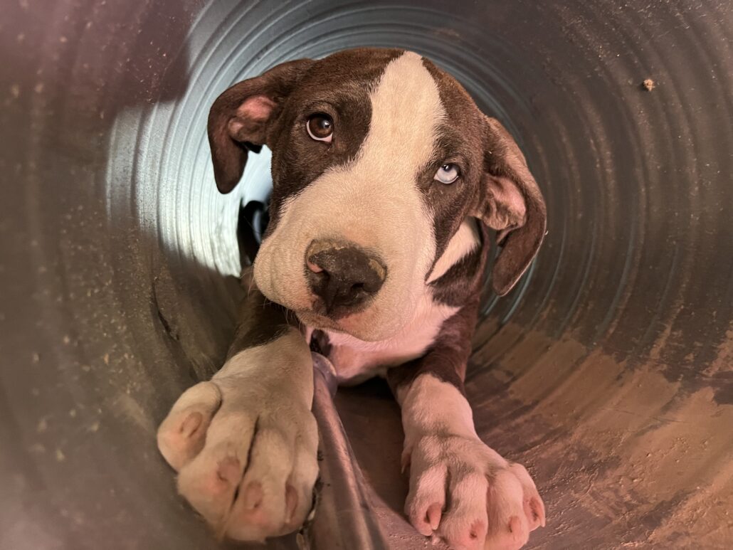pipe-pups-2-1030x773-1
