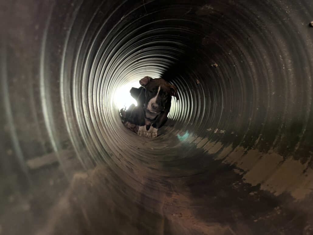 pipe-pups-3-1030x773-1