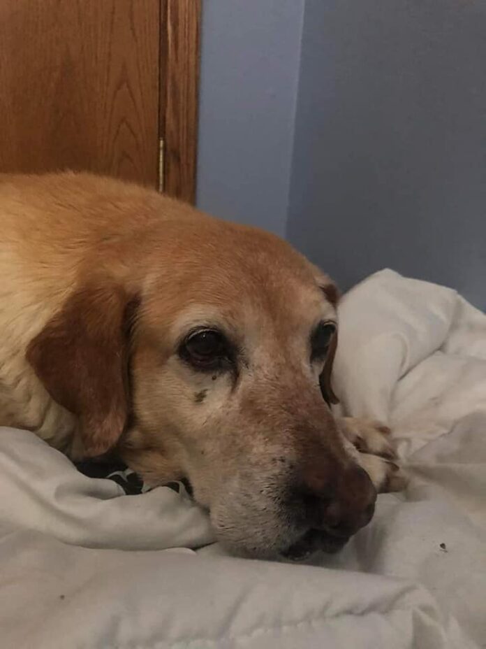 Elusive Lab lived for years on street near airfield and nearly died has emerged as survivor and ready to find love