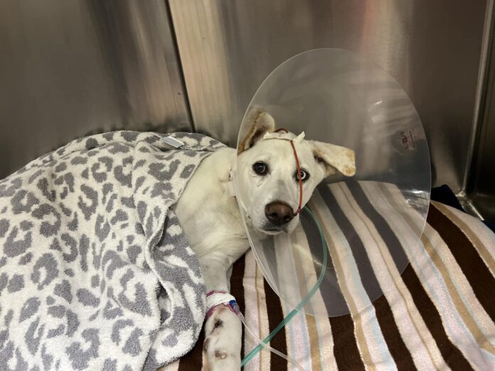 Piper lost dog