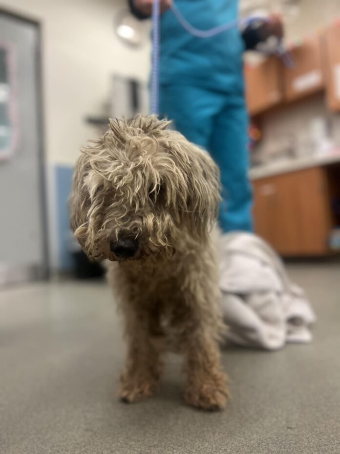 Terrified injured stray ‘mess’ needs immediate help out of overcrowded Miami shelter