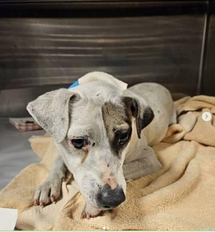 Pleas for help for little 2 year old terrier with painful injuries falling on deaf ears at Miami shelter