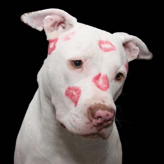 pit bull love large