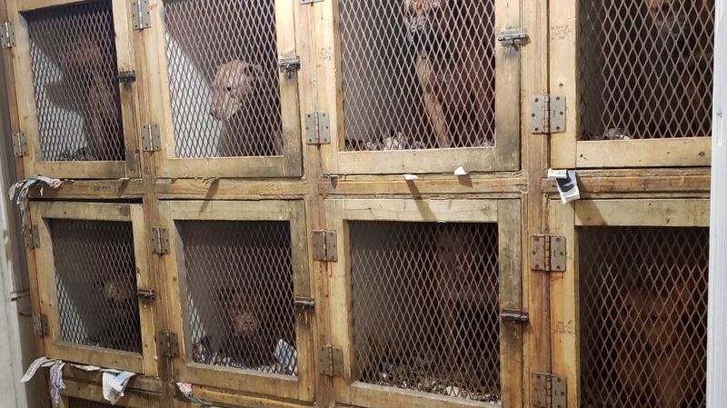 Dogs pumped up on performance-boosting drugs rescued