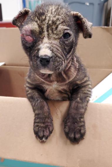 Pitiful puppy at Texas shelter rescued just in time