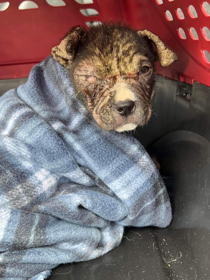 pitiful-puppy1