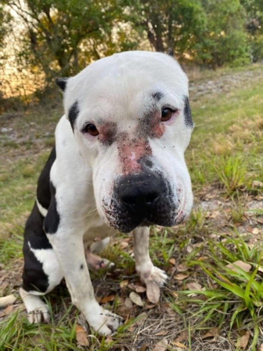 Urgent: Help needed for battered and bruised pup dumped on side of the road