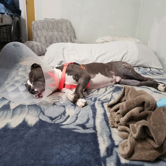 Miracles happen: Pup left tied up in parking lot deeply wounded and wrapped in plastic ready to be adopted