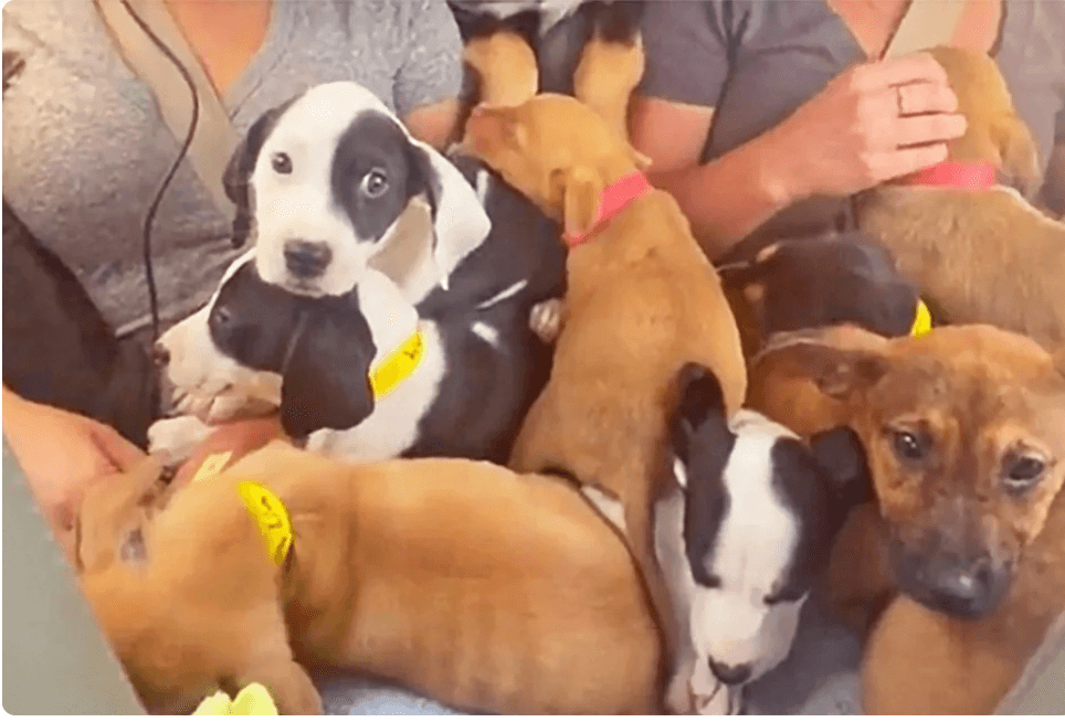 Viral heartwarming TikTok video of an airplane full of puppies