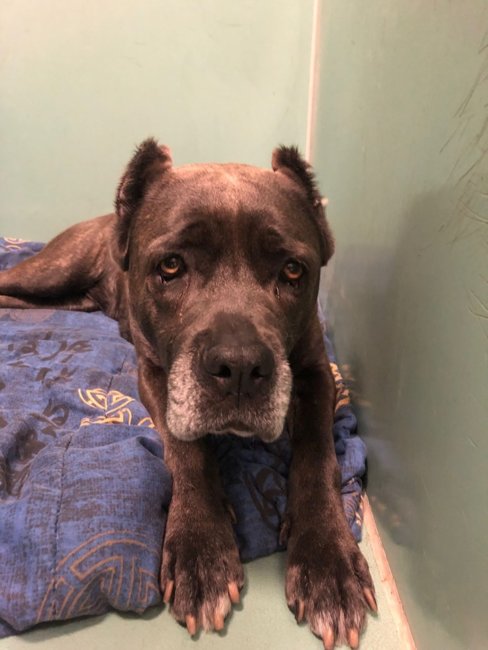 Plum has waited 98 days to be rescued and now her time has run out