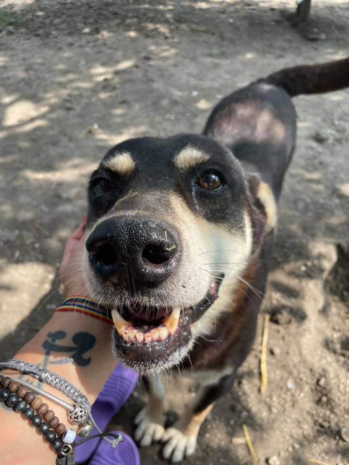 Dog has been at shelter since he was 4 days old is still there 11 years later and has become world’s loneliest dog