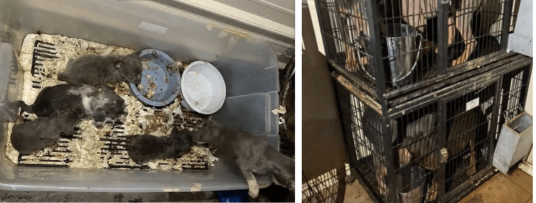 Man jailed after domestic violence call leads to discovery of 150 neglected dogs