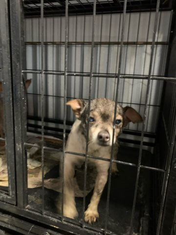 pointe-coupee-parish-large-1