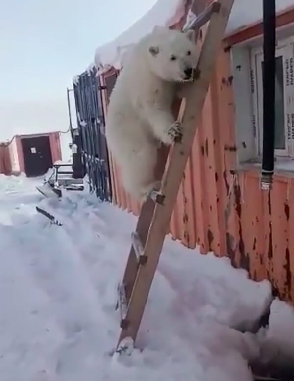 polar-bear-cub-4