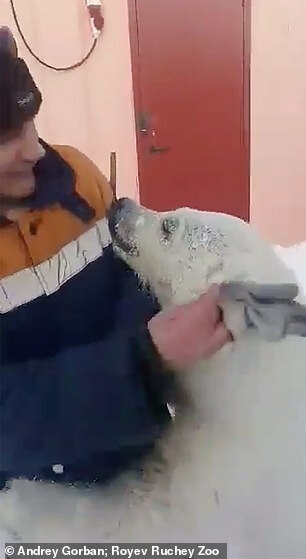 Kind-hearted Arctic gold miners rescued orphaned polar bear cub