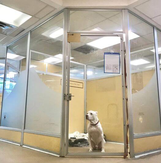 Polar Bear dog