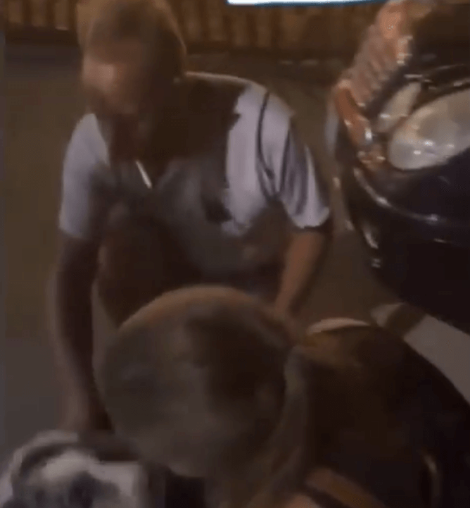 Dog that fell off boat able to swim for two days to reach shoreline