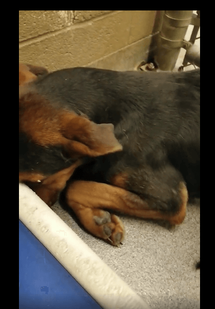 Surrendered and terrified pup likely slated to be euthanized