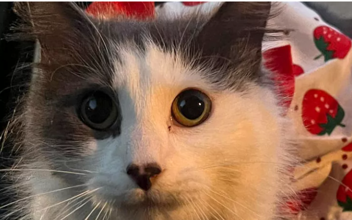 Lost cat sporting strawberry dress needs your help