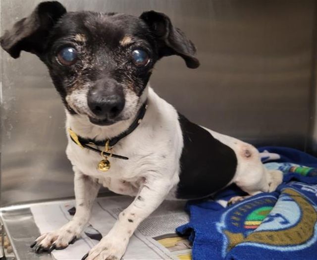 13-years old and at her most important time of need, pup’s family deserted her
