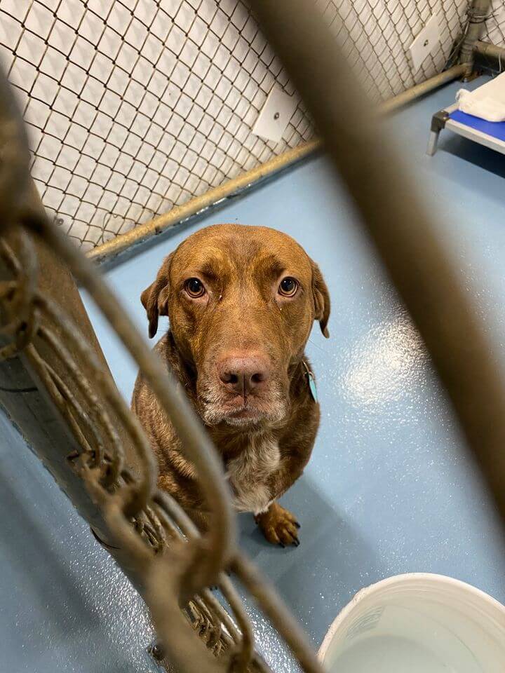Poor pup didn’t get picked at adoption event