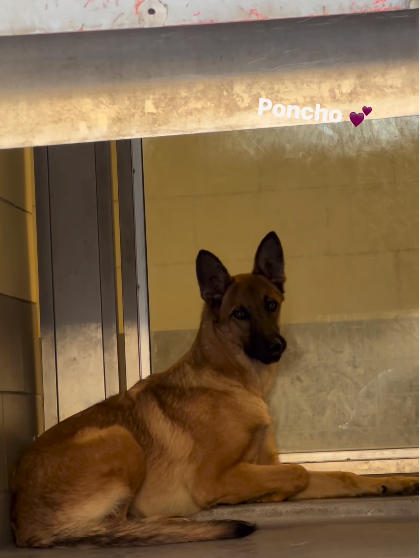Poncho was no longer a cute puppy and was thrown away to a shelter like trash