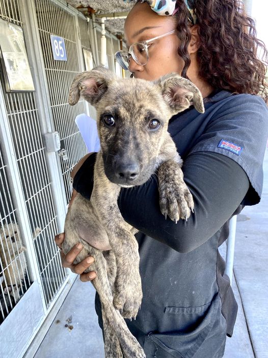 Where have you been ‘Pontiac’? Puppy available for adoption at California shelter and no one knew