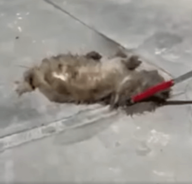 Social media outrage over stray dog dragged helplessly by catch pole spurs investigation