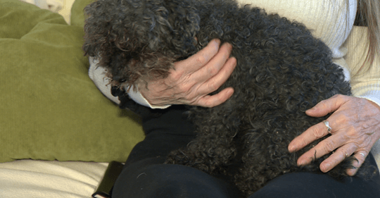 Blind and deaf toy poodle scooped up by hawk found blocks away