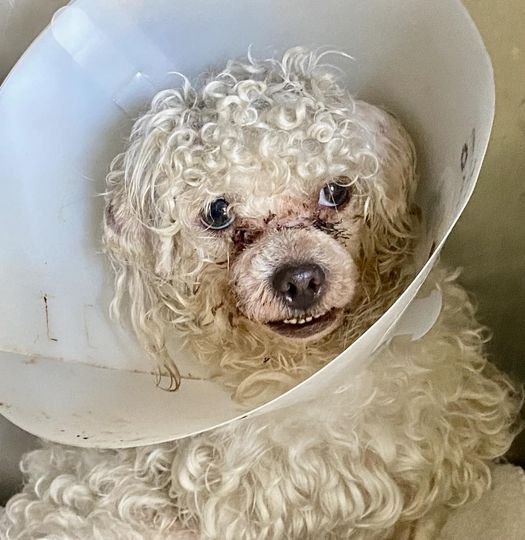 Poodle tied