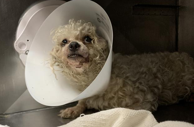 poodle-tied-1