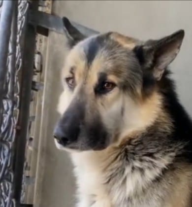 Handsome German shepherd on shelter death list because ‘he won’t solicit attention’