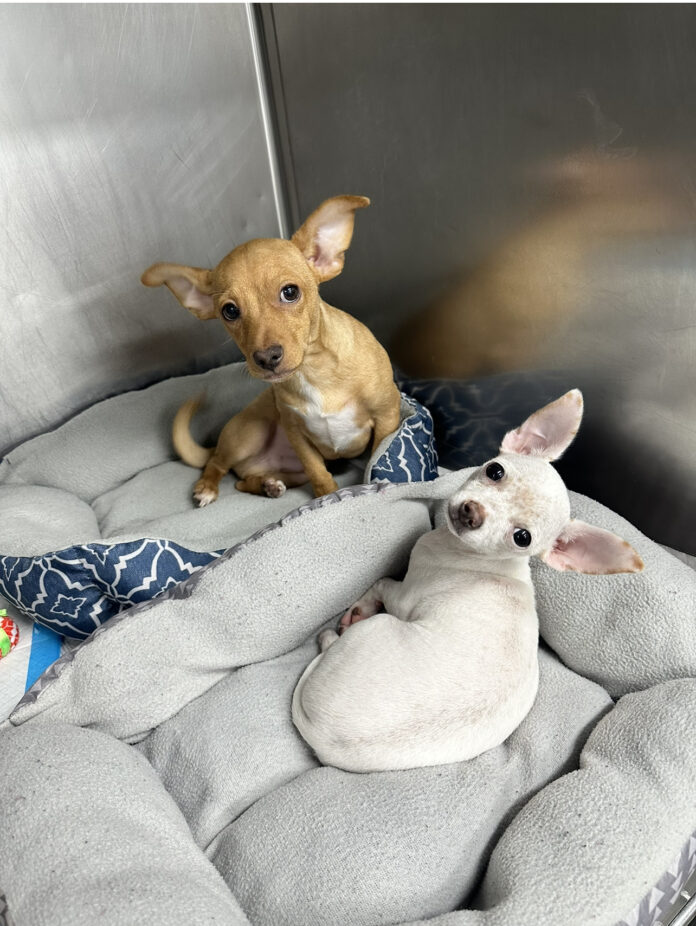 Two chihuahuas revived with Narcan after ingesting cocaine and fentanyl