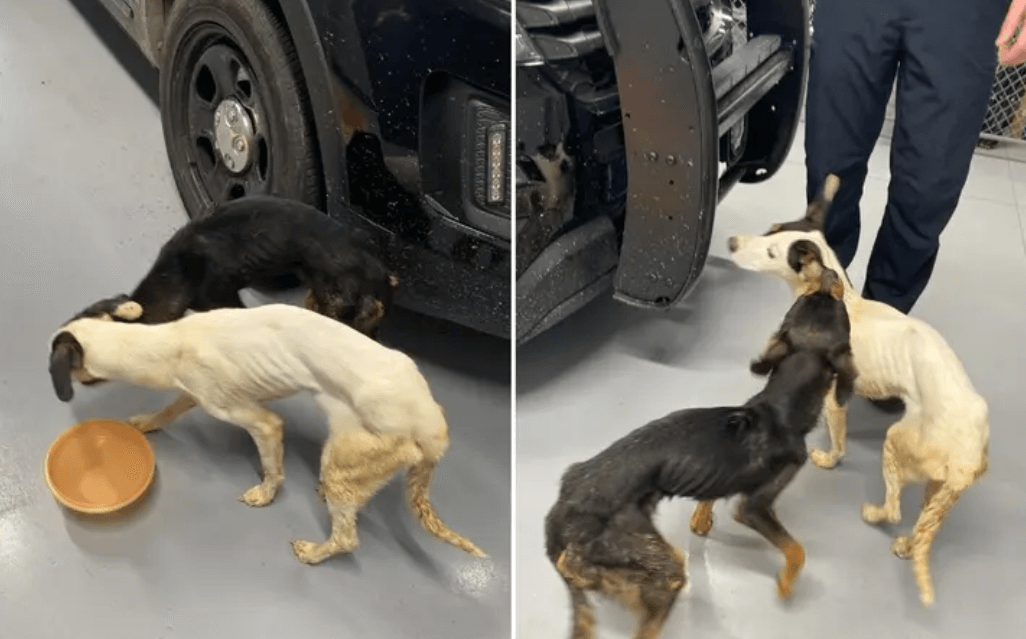 Reward increased to $15500 for information on two abandoned and emaciated dogs found lying on the side of the road in Portsmouth
