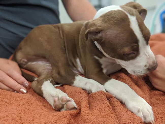 Rescuers who saved 3-month-old puppy lying in street criticized