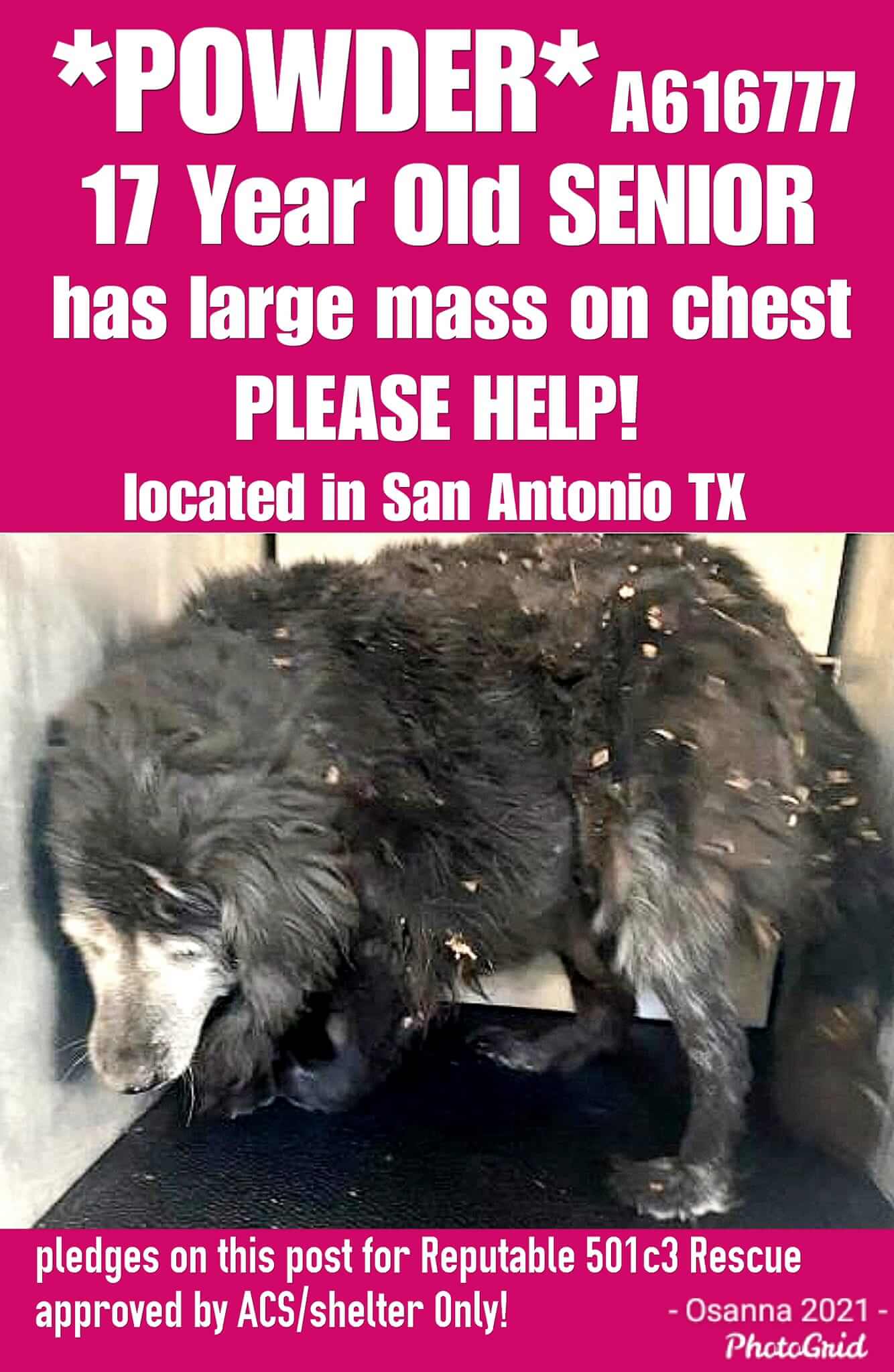 Her name is ‘Powder’ and she’s 17-years old and running out of time at Texas shelter